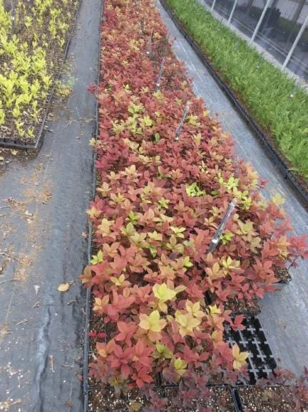 Canada Red Chokecherry Live Plant – 6-12" Tall – 3" Pot – Prunus virginiana Canada Red Chokecherry Live Plant – 6-12" Tall – 3" Pot – Prunus virginiana - Image 7