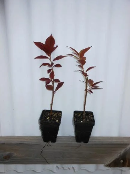 Canada Red Chokecherry Live Plant – 6-12" Tall – 3" Pot – Prunus virginiana Canada Red Chokecherry Live Plant – 6-12" Tall – 3" Pot – Prunus virginiana - Image 8