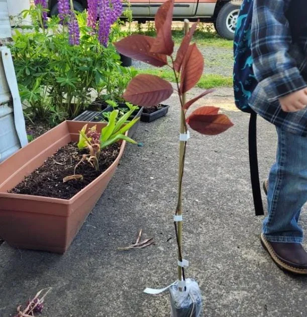 Canada Red Chokecherry Live Plant – 6-12" Tall – 3" Pot – Prunus virginiana Canada Red Chokecherry Live Plant – 6-12" Tall – 3" Pot – Prunus virginiana - Image 9