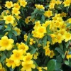 Carolina Jessamine Live Plant Gelsemium Sempervirens 5-7 Inch Tall Yellow Jasmine Climbing Vine Outdoor - Image 1