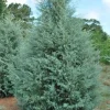 Carolina Sapphire Arizona Cypress Live Tree - 12-18" Tall - 1 Quart Pot - Outdoor Evergreen - Image 1