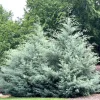 Carolina Sapphire Arizona Cypress Live Tree - 12-18" Tall, 1 Quart Pot, Outdoor Evergreen - Image 1