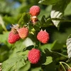 Caroline Red Raspberry Live Plant - 2 Pack - 4-6" Tall - Everbearing Fruiting Bush for Outdoor - Image 1