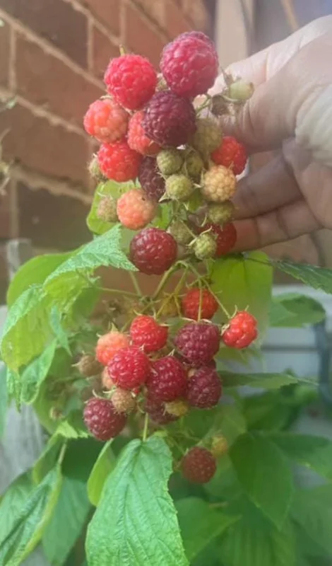 Caroline Red Raspberry Live Plant Set, 2 Bare Root Starters, 4" Tall, Outdoor Caroline Red Raspberry Live Plant Set, 2 Bare Root Starters, 4" Tall, Outdoor - Image 10