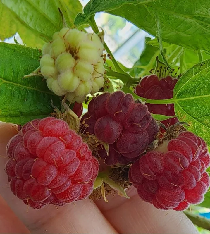 Caroline Red Raspberry Live Plant Set, 2 Bare Root Starters, 4" Tall, Outdoor Caroline Red Raspberry Live Plant Set, 2 Bare Root Starters, 4" Tall, Outdoor - Image 5