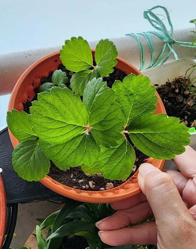 Caroline Red Raspberry Live Plant Set, 2 Bare Root Starters, 4" Tall, Outdoor Caroline Red Raspberry Live Plant Set, 2 Bare Root Starters, 4" Tall, Outdoor - Image 6