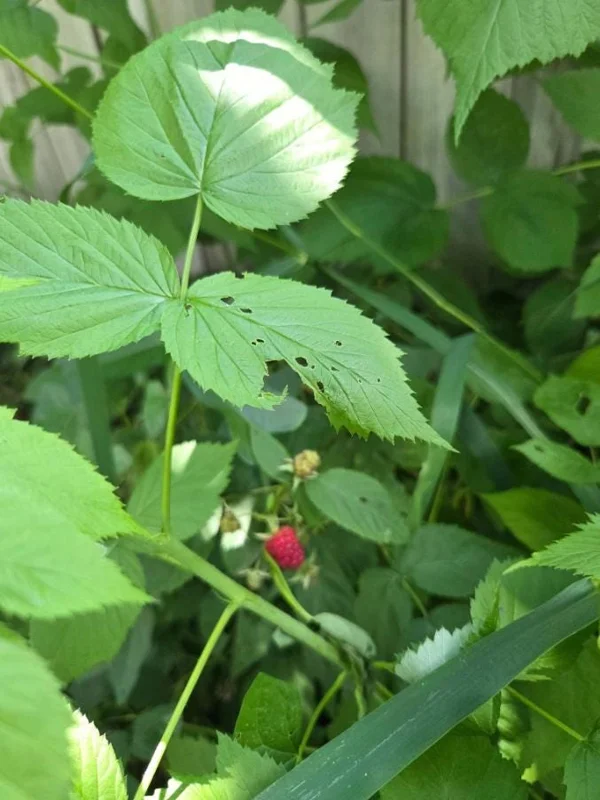 Caroline Red Raspberry Live Plant Set, 2 Bare Root Starters, 4" Tall, Outdoor Caroline Red Raspberry Live Plant Set, 2 Bare Root Starters, 4" Tall, Outdoor - Image 7