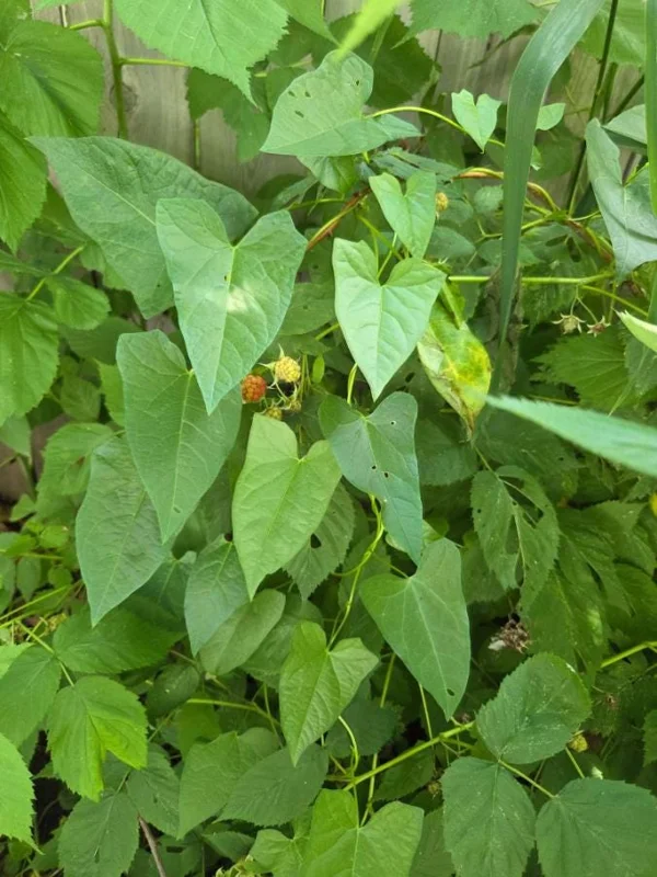 Caroline Red Raspberry Live Plant Set, 2 Bare Root Starters, 4" Tall, Outdoor Caroline Red Raspberry Live Plant Set, 2 Bare Root Starters, 4" Tall, Outdoor - Image 8