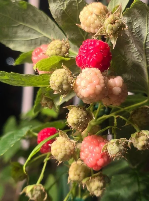 Caroline Red Raspberry Live Plant Set, 2 Bare Root Starters, 4" Tall, Outdoor Caroline Red Raspberry Live Plant Set, 2 Bare Root Starters, 4" Tall, Outdoor - Image 9