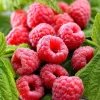 Caroline Red Raspberry Live Starter Plants - 2 Pack, 4-8 Inch Tall, Fruit Bush - Image 1