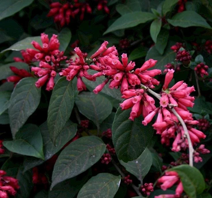 Cestrum Fasciculatum Newellii Live Plant – Red Flowering Jasmine – 5-7 Inch Tall Shrub Cestrum Fasciculatum Newellii Live Plant – Red Flowering Jasmine – 5-7 Inch Tall Shrub - Image 10