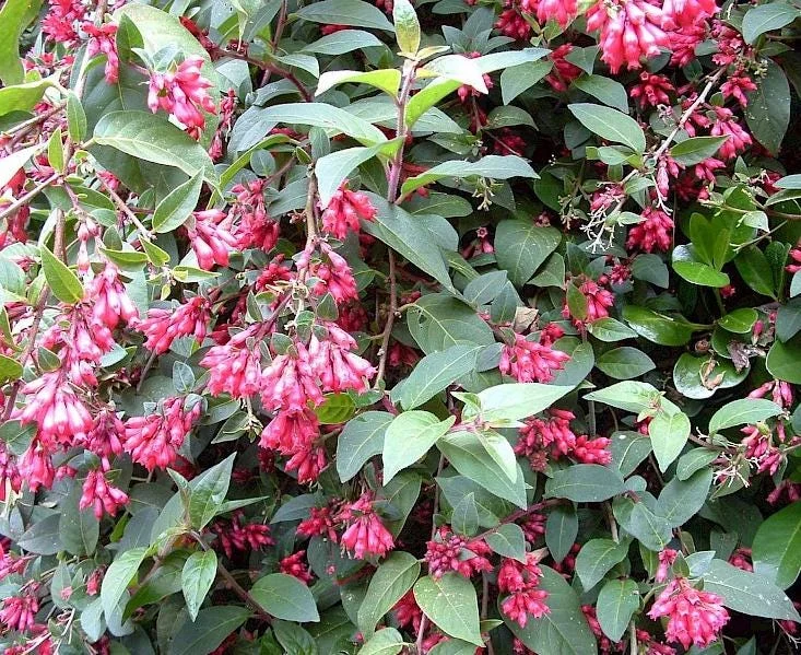Cestrum Fasciculatum Newellii Live Plant – Red Flowering Jasmine – 5-7 Inch Tall Shrub Cestrum Fasciculatum Newellii Live Plant – Red Flowering Jasmine – 5-7 Inch Tall Shrub - Image 3