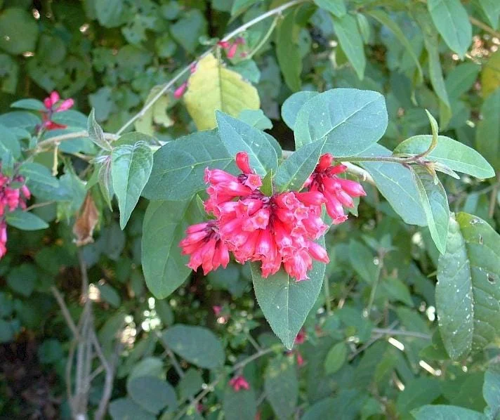 Cestrum Fasciculatum Newellii Live Plant – Red Flowering Jasmine – 5-7 Inch Tall Shrub Cestrum Fasciculatum Newellii Live Plant – Red Flowering Jasmine – 5-7 Inch Tall Shrub - Image 4
