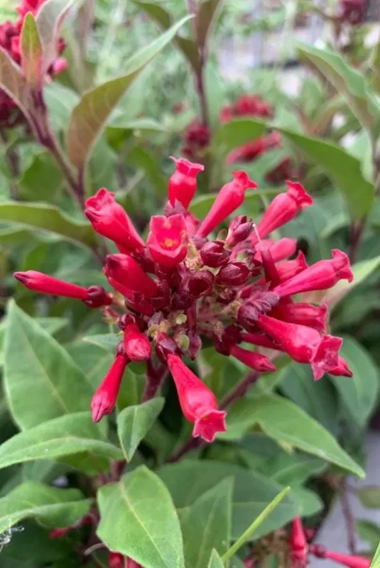 Cestrum Fasciculatum Newellii Live Plant – Red Flowering Jasmine – 5-7 Inch Tall Shrub Cestrum Fasciculatum Newellii Live Plant – Red Flowering Jasmine – 5-7 Inch Tall Shrub - Image 7
