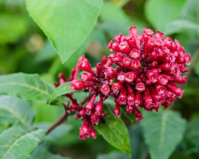 Cestrum Fasciculatum Newellii Live Plant – Red Flowering Jasmine – 5-7 Inch Tall Shrub Cestrum Fasciculatum Newellii Live Plant – Red Flowering Jasmine – 5-7 Inch Tall Shrub - Image 8
