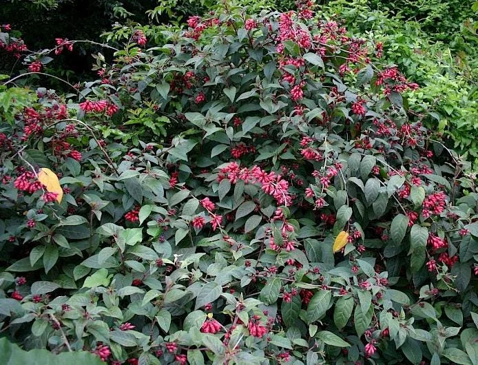 Cestrum Fasciculatum Newellii Live Plant – Red Flowering Jasmine – 5-7 Inch Tall Shrub Cestrum Fasciculatum Newellii Live Plant – Red Flowering Jasmine – 5-7 Inch Tall Shrub - Image 9
