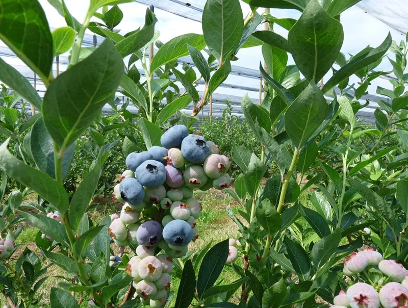 Chandler Blueberry Live Plant – Set of 4 – 4-6" Tall – Edible Fruit Bush – Vaccinium corymbosum Chandler Blueberry Live Plant – Set of 4 – 4-6" Tall – Edible Fruit Bush – Vaccinium corymbosum - Image 3