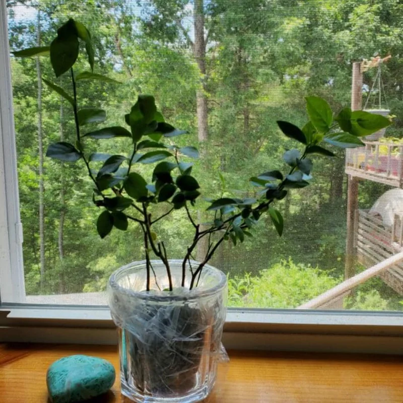 Chandler Blueberry Live Plant – Set of 4 – 4-6" Tall – Edible Fruit Bush – Vaccinium corymbosum Chandler Blueberry Live Plant – Set of 4 – 4-6" Tall – Edible Fruit Bush – Vaccinium corymbosum - Image 4