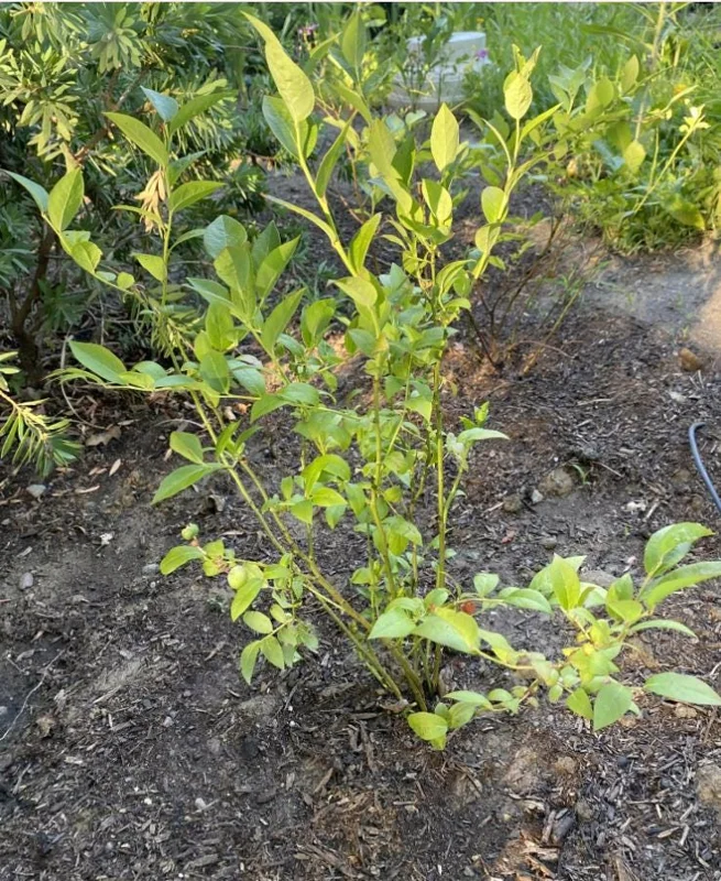 Chandler Blueberry Live Plant – Set of 4 – 4-6" Tall – Edible Fruit Bush – Vaccinium corymbosum Chandler Blueberry Live Plant – Set of 4 – 4-6" Tall – Edible Fruit Bush – Vaccinium corymbosum - Image 5