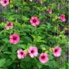 Cherries Jubilee Allamanda Live Plant - Tropical Vine, 5-6 Inch Tall Cherries Jubilee Allamanda Live Plant - Tropical Vine, 5-6 Inch Tall - Image 1