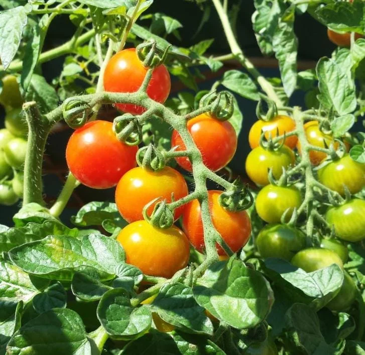 Cherry Tomato Live Plants - Set of 3, 3-5 inch Tall Seedlings in 4 inch Pots, Outdoor Garden & Patio Cherry Tomato Live Plants - Set of 3, 3-5 inch Tall Seedlings in 4 inch Pots, Outdoor Garden & Patio - Image 10