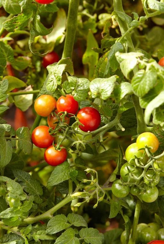 Cherry Tomato Live Plants - Set of 3, 3-5 inch Tall Seedlings in 4 inch Pots, Outdoor Garden & Patio Cherry Tomato Live Plants - Set of 3, 3-5 inch Tall Seedlings in 4 inch Pots, Outdoor Garden & Patio - Image 3