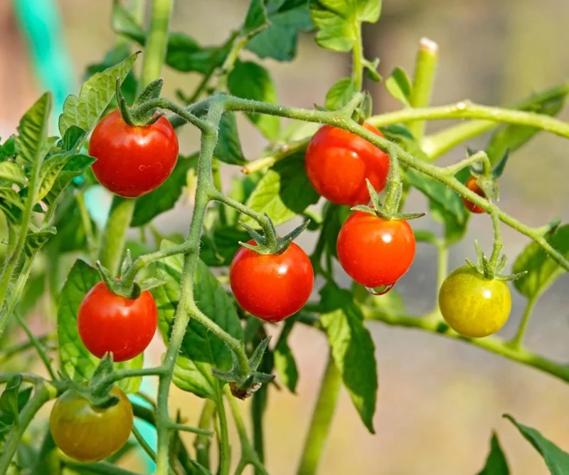 Cherry Tomato Live Plants - Set of 3, 3-5 inch Tall Seedlings in 4 inch Pots, Outdoor Garden & Patio Cherry Tomato Live Plants - Set of 3, 3-5 inch Tall Seedlings in 4 inch Pots, Outdoor Garden & Patio - Image 4