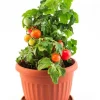 Cherry Tomato Live Plants - Set of 3, 3-5 inch Tall Seedlings in 4 inch Pots, Outdoor Garden & Patio - Image 1