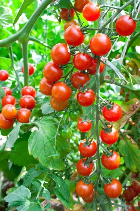 Cherry Tomato Live Plants - Set of 3, 3-5 inch Tall Seedlings in 4 inch Pots, Outdoor Garden & Patio Cherry Tomato Live Plants - Set of 3, 3-5 inch Tall Seedlings in 4 inch Pots, Outdoor Garden & Patio - Image 5