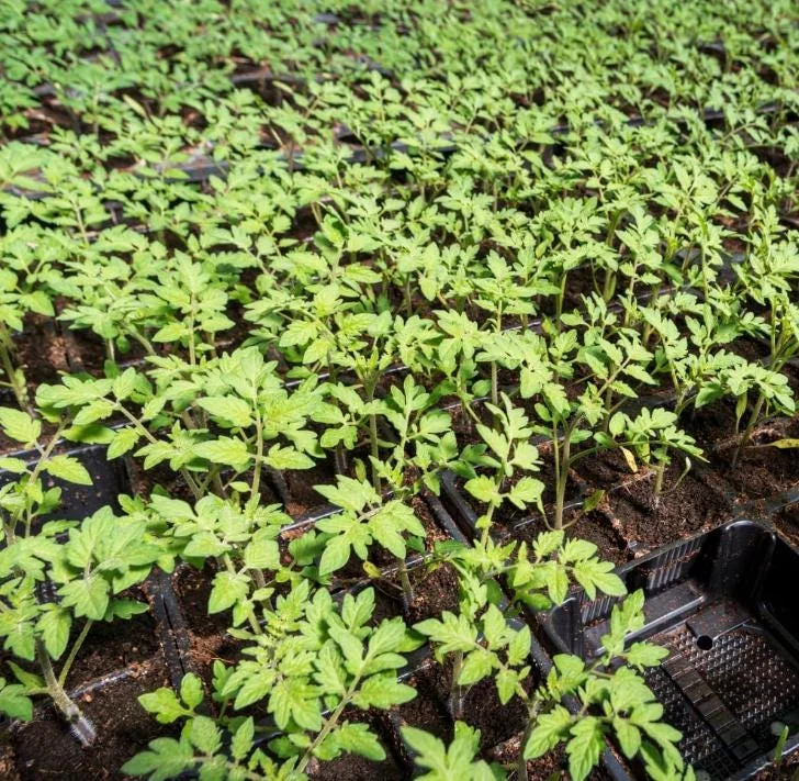 Cherry Tomato Live Plants - Set of 3, 3-5 inch Tall Seedlings in 4 inch Pots, Outdoor Garden & Patio Cherry Tomato Live Plants - Set of 3, 3-5 inch Tall Seedlings in 4 inch Pots, Outdoor Garden & Patio - Image 6