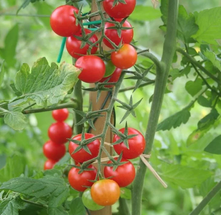 Cherry Tomato Live Plants - Set of 3, 3-5 inch Tall Seedlings in 4 inch Pots, Outdoor Garden & Patio Cherry Tomato Live Plants - Set of 3, 3-5 inch Tall Seedlings in 4 inch Pots, Outdoor Garden & Patio - Image 9