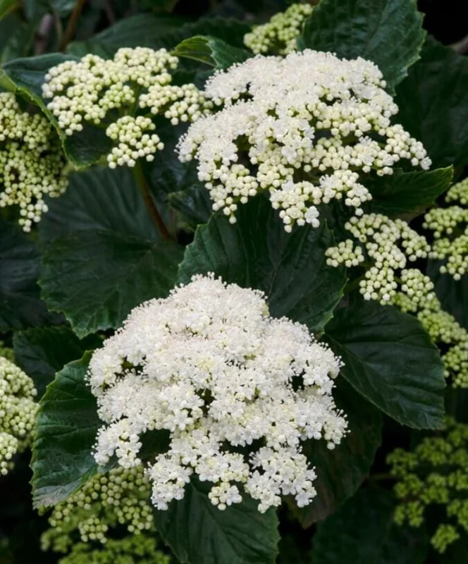 Chicago Lustre Viburnum Live Shrub - 10-18" Tall, 3" Pot, Outdoor Ornamental Chicago Lustre Viburnum Live Shrub - 10-18" Tall, 3" Pot, Outdoor Ornamental - Image 2