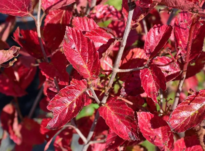 Chicago Lustre Viburnum Live Shrub - 10-18" Tall, 3" Pot, Outdoor Ornamental Chicago Lustre Viburnum Live Shrub - 10-18" Tall, 3" Pot, Outdoor Ornamental - Image 3