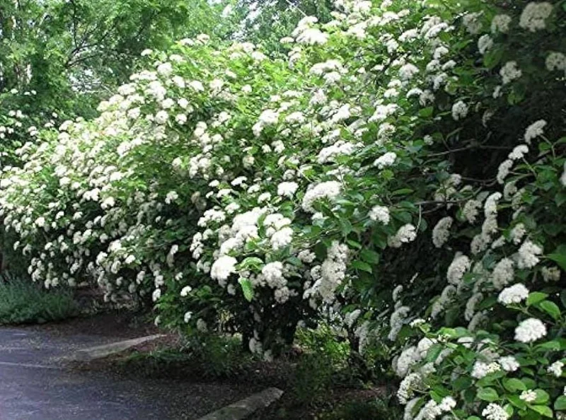 Chicago Lustre Viburnum Live Shrub - 10-18" Tall, 3" Pot, Outdoor Ornamental Chicago Lustre Viburnum Live Shrub - 10-18" Tall, 3" Pot, Outdoor Ornamental - Image 5