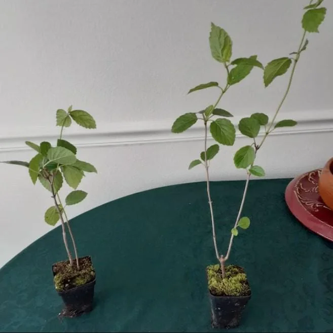 Chicago Lustre Viburnum Live Shrub - 10-18" Tall, 3" Pot, Outdoor Ornamental Chicago Lustre Viburnum Live Shrub - 10-18" Tall, 3" Pot, Outdoor Ornamental - Image 6