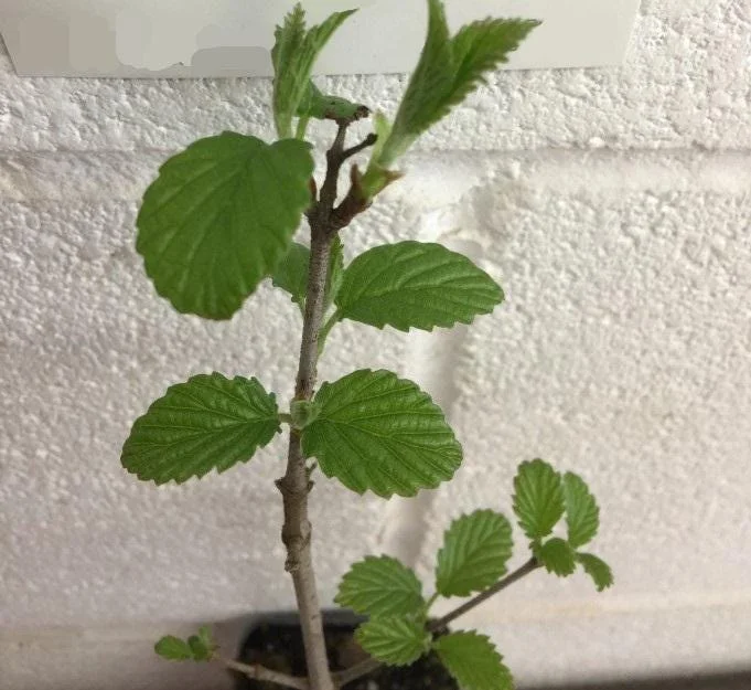 Chicago Lustre Viburnum Live Shrub - 10-18" Tall, 3" Pot, Outdoor Ornamental Chicago Lustre Viburnum Live Shrub - 10-18" Tall, 3" Pot, Outdoor Ornamental - Image 7