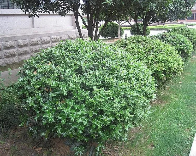 China Girl Holly Live Plant - Set of 2 Shrubs, 6-12 Inches Tall, 1 Quart Pot, Evergreen China Girl Holly Live Plant - Set of 2 Shrubs, 6-12 Inches Tall, 1 Quart Pot, Evergreen - Image 2