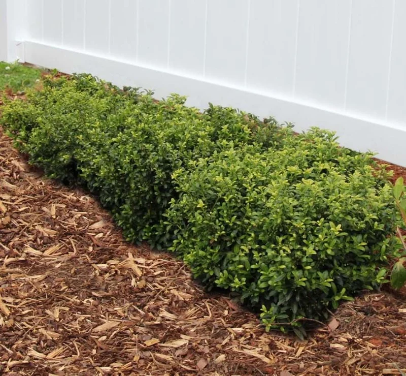 China Girl Holly Live Plant - Set of 2 Shrubs, 6-12 Inches Tall, 1 Quart Pot, Evergreen China Girl Holly Live Plant - Set of 2 Shrubs, 6-12 Inches Tall, 1 Quart Pot, Evergreen - Image 3