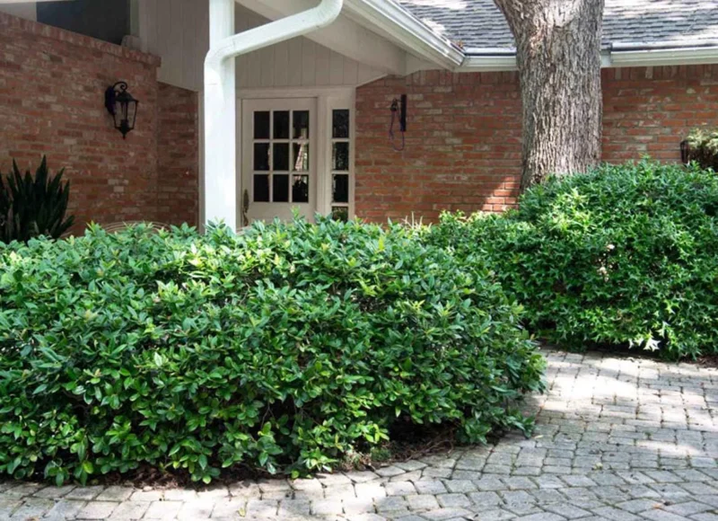 China Girl Holly Live Plant - Set of 2 Shrubs, 6-12 Inches Tall, 1 Quart Pot, Evergreen China Girl Holly Live Plant - Set of 2 Shrubs, 6-12 Inches Tall, 1 Quart Pot, Evergreen - Image 4