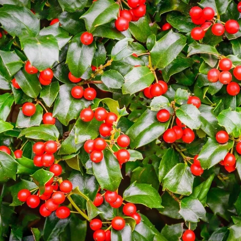 China Girl Holly Live Plant - Set of 2 Shrubs, 6-12 Inches Tall, 1 Quart Pot, Evergreen China Girl Holly Live Plant - Set of 2 Shrubs, 6-12 Inches Tall, 1 Quart Pot, Evergreen - Image 5