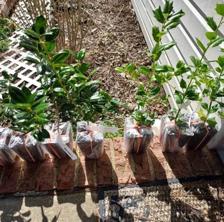 China Girl Holly Live Plant - Set of 2 Shrubs, 6-12 Inches Tall, 1 Quart Pot, Evergreen China Girl Holly Live Plant - Set of 2 Shrubs, 6-12 Inches Tall, 1 Quart Pot, Evergreen - Image 6