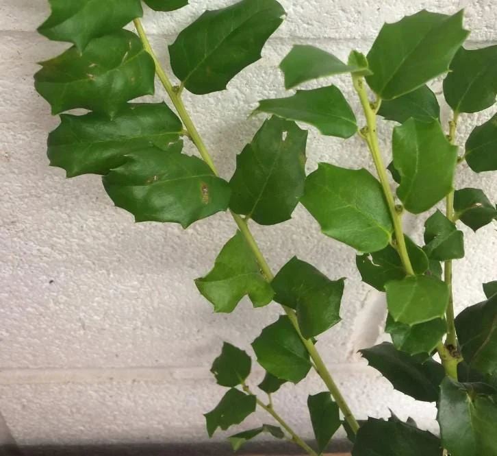 China Girl Holly Live Plant - Set of 2 Shrubs, 6-12 Inches Tall, 1 Quart Pot, Evergreen China Girl Holly Live Plant - Set of 2 Shrubs, 6-12 Inches Tall, 1 Quart Pot, Evergreen - Image 7