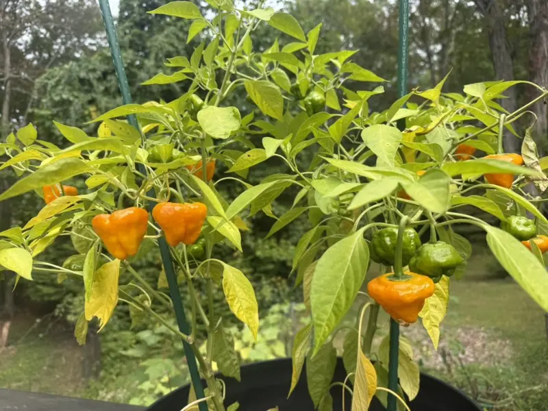 common issue with scotch bonnet pepper plant