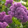 Common Lilac Shrub Live Plant – 6-12in Tall – 4in Pot – Fragrant Purple Flowering Bush - Image 1