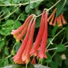 Coral Honeysuckle Vine Live Plant, Lonicera sempervirens, Orange Flowers, 6-8 inch Starter Plant - Image 1