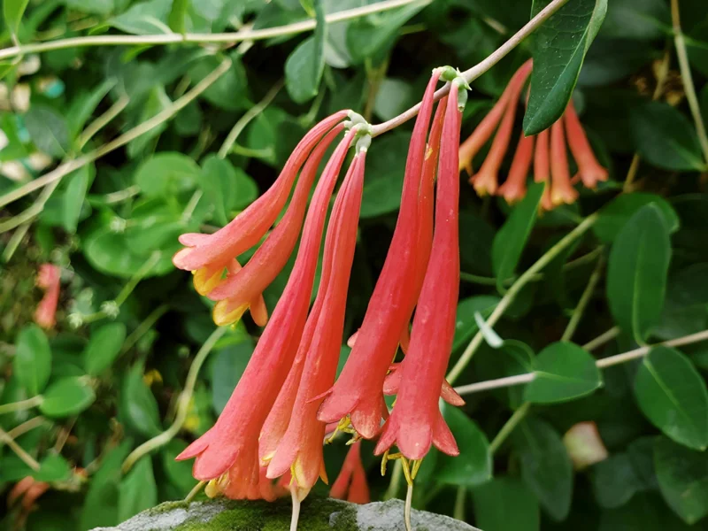 Coral Honeysuckle Vine Live Plant, Lonicera sempervirens, Orange Flowers, 6-8 inch Starter Plant - Image 1