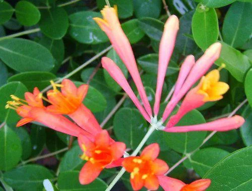 Coral Honeysuckle Vine Live Plant, Lonicera sempervirens, Orange Flowers, 6-8 inch Starter Plant - Image 2
