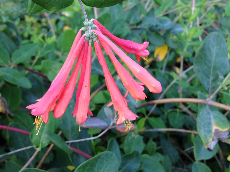 Coral Honeysuckle Vine Live Plant, Lonicera sempervirens, Orange Flowers, 6-8 inch Starter Plant Coral Honeysuckle Vine Live Plant, Lonicera sempervirens, Orange Flowers, 6-8 inch Starter Plant - Image 3