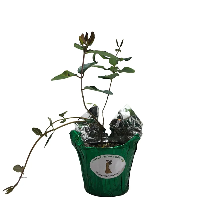 Coral Honeysuckle Vine Live Plant, Lonicera sempervirens, Orange Flowers, 6-8 inch Starter Plant Coral Honeysuckle Vine Live Plant, Lonicera sempervirens, Orange Flowers, 6-8 inch Starter Plant - Image 4