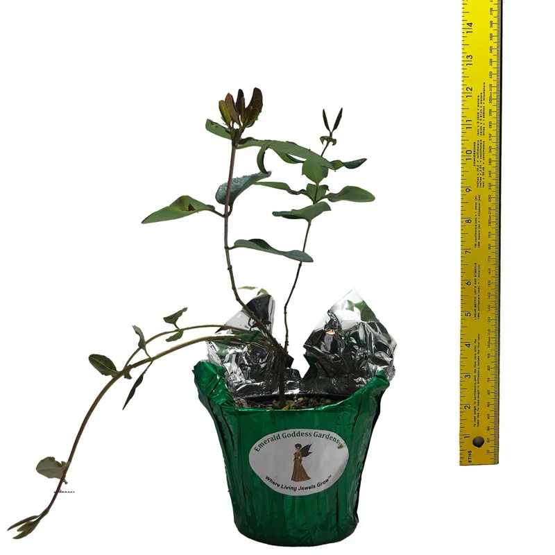 Coral Honeysuckle Vine Live Plant, Lonicera sempervirens, Orange Flowers, 6-8 inch Starter Plant Coral Honeysuckle Vine Live Plant, Lonicera sempervirens, Orange Flowers, 6-8 inch Starter Plant - Image 5